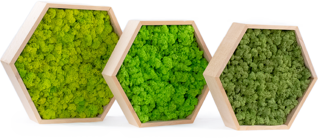 Hexagon hive products with no backhground photo