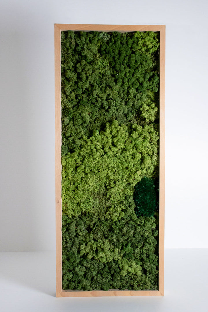 premium slika iz mahu jelenov lišaj reindeer moss picture iko9 živa slika living wall