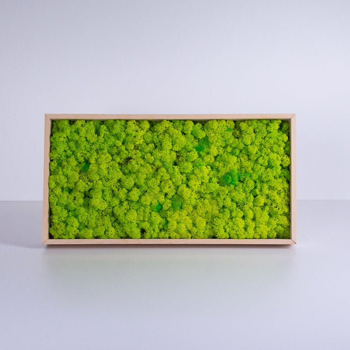 moss art decor -  studio photo