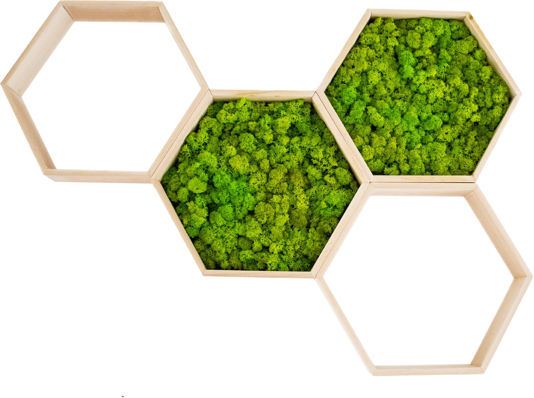 hexagon hive moss art product with empty frames for shelfs. no background.