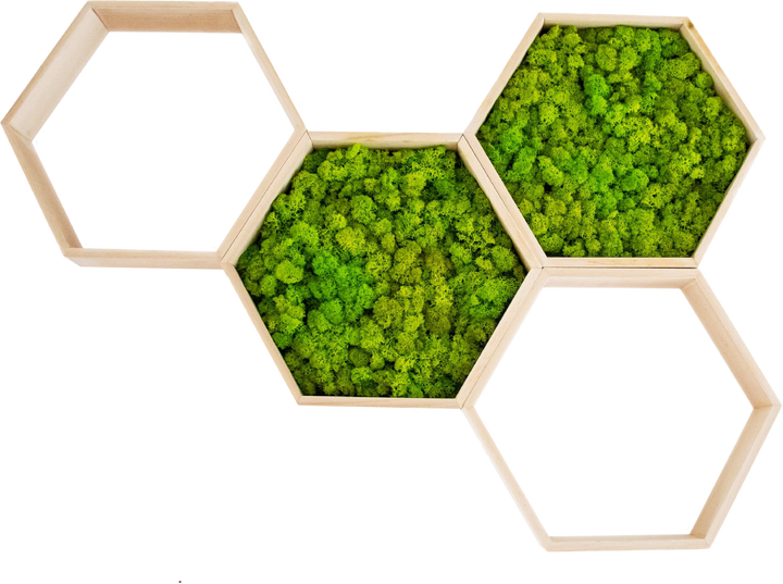 hexagon hive moss art product with empty frames for shelfs. no background.