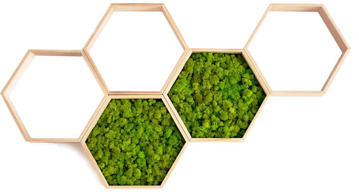 hexagon hive miltiple combination with moss inside and empty frames for shelfs on the wall.