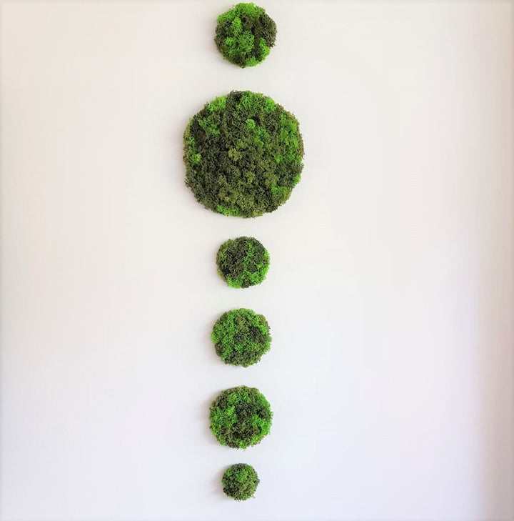 Moss diy circles wall decor