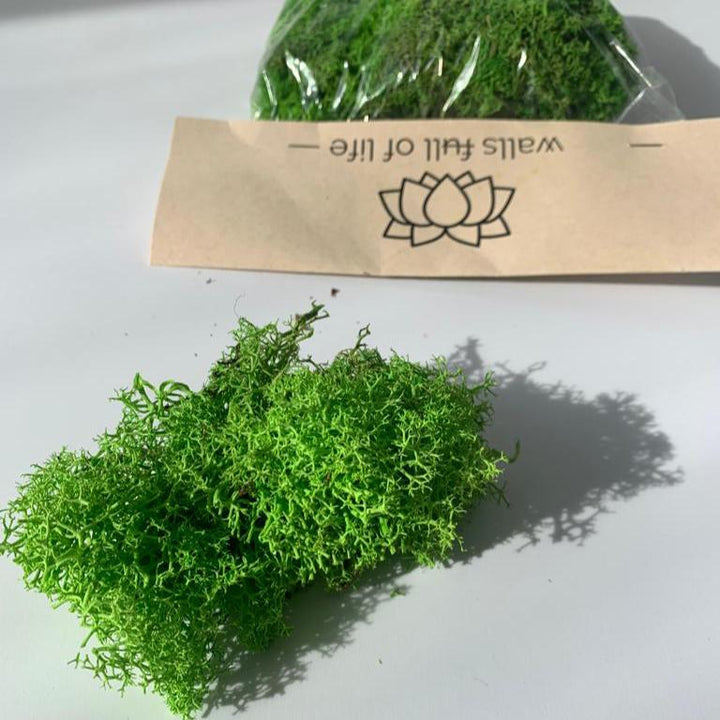 DIY preserved moss