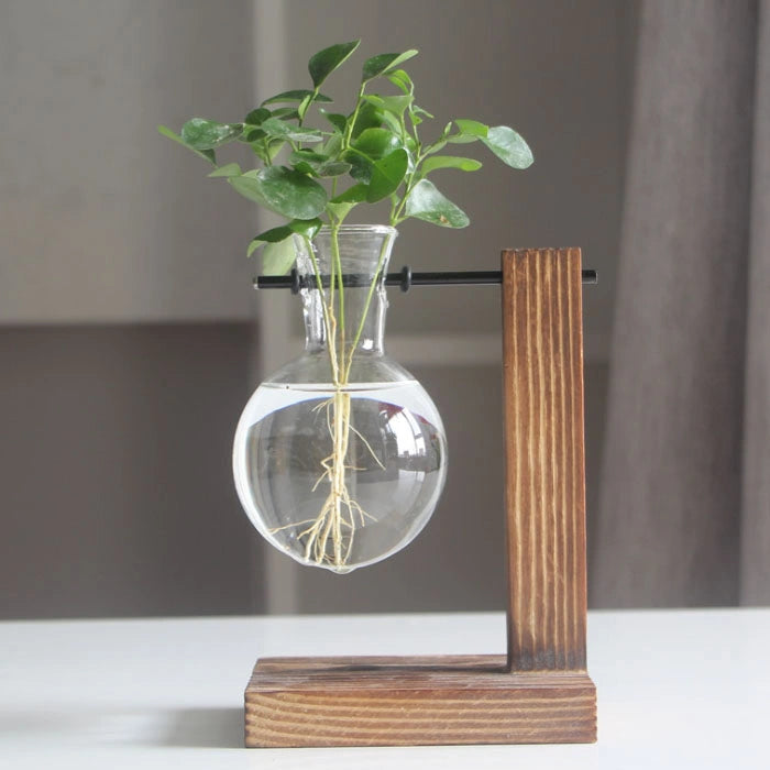 hydroponic glass vase with plant