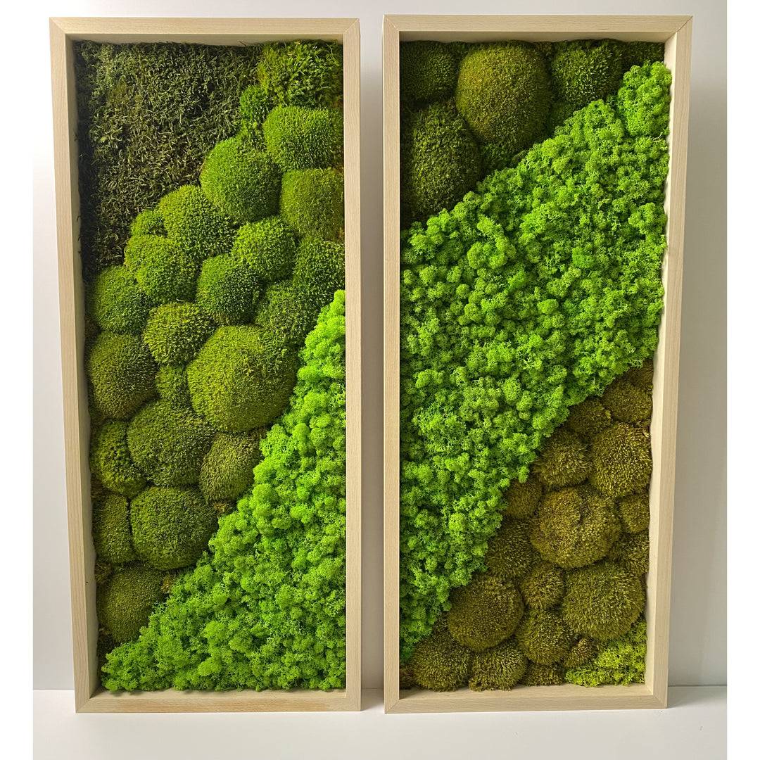 twin moss picture with frame - studio photo