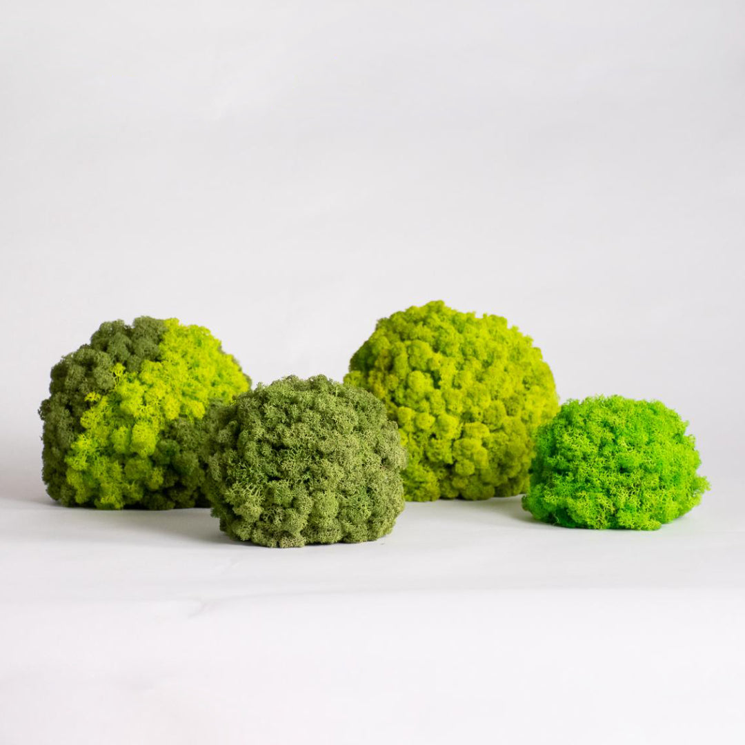 moss ball table decor living decor green zero maintenance