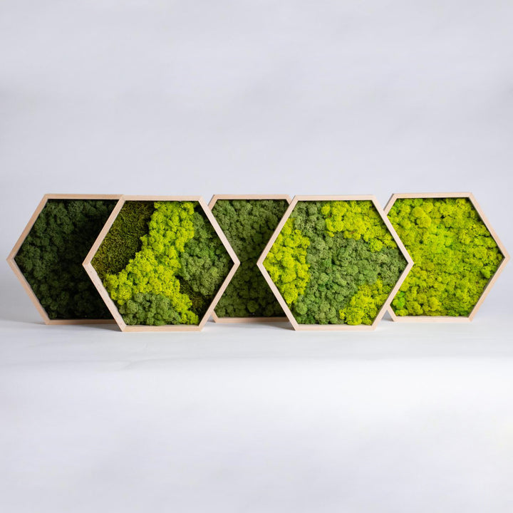 Hexagon Hive with moss