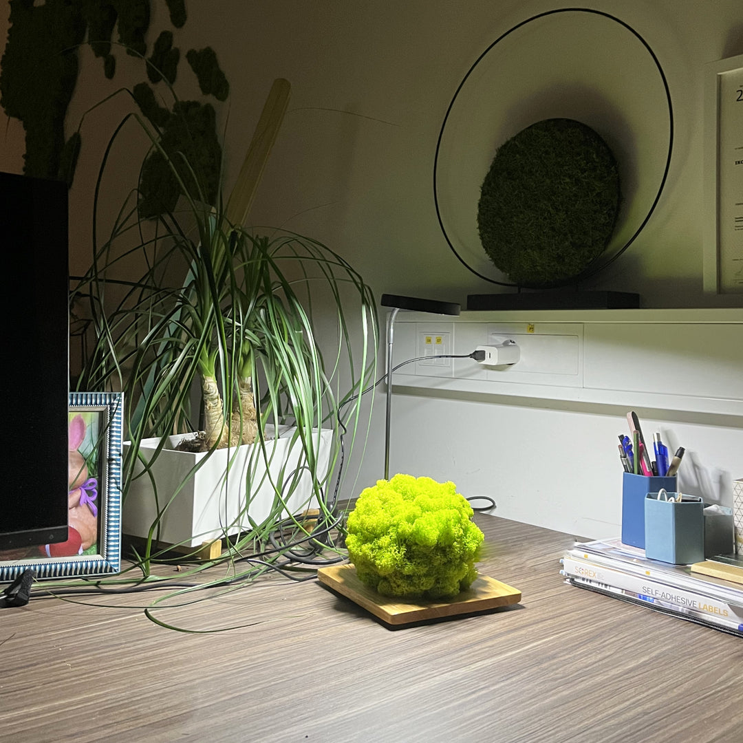 ambiental moss ball light on desktop in office