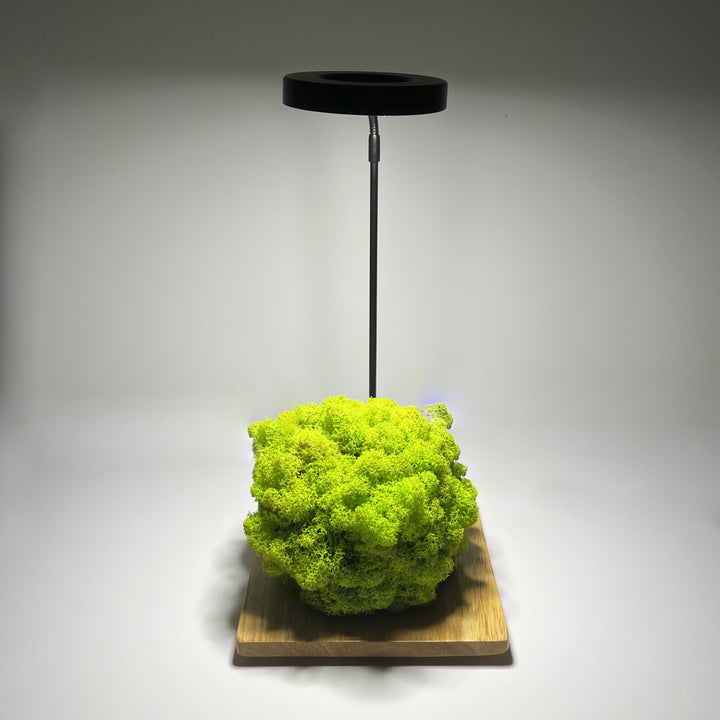 ambient light + moss ball 