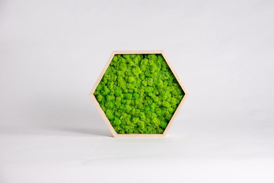 hexagon spring green moss product studio photo