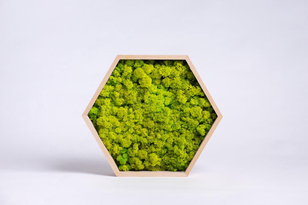 hexagon hive moss decor with frame spring green color