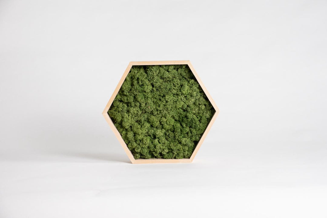 hexagon hive mint green moss product with frame