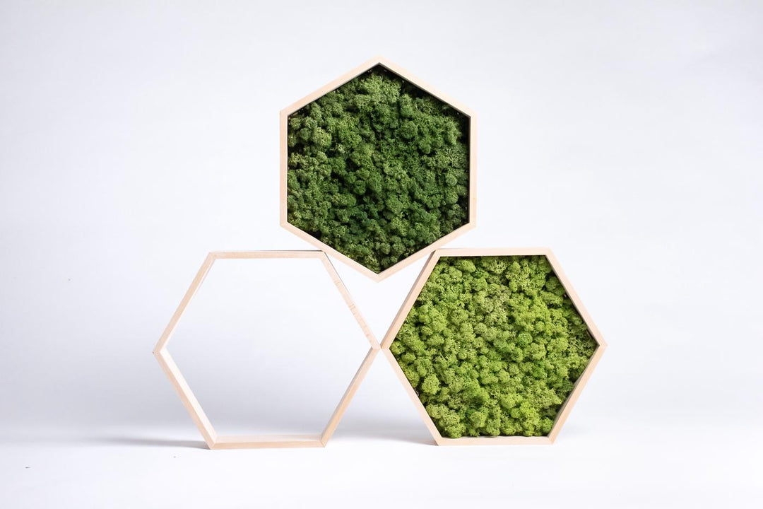 hexagon hive moss art pieces with frame studio photo. Spring green and grass green color.