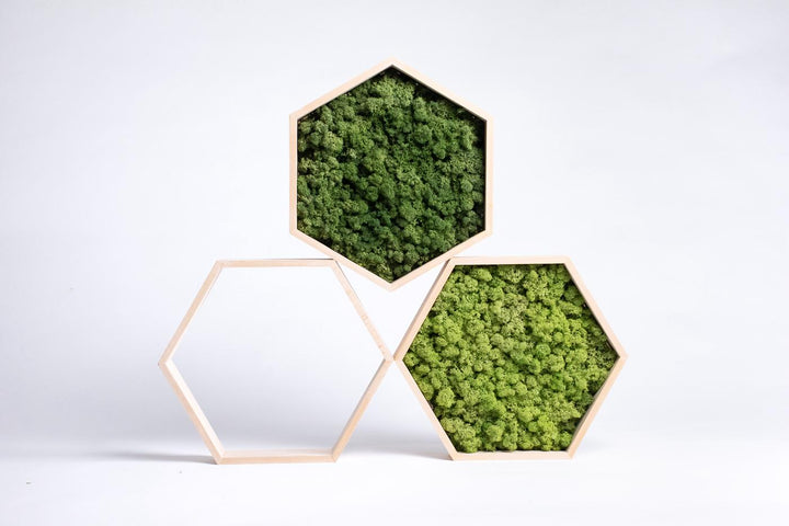 hexagon hive moss art pieces with frame studio photo. Spring green and grass green color.