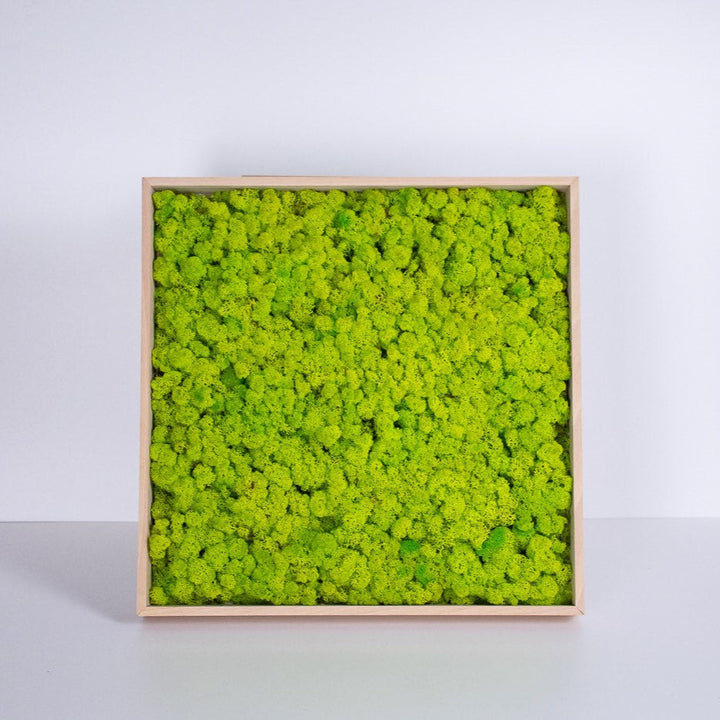 moss picture square format studio photo spring green color