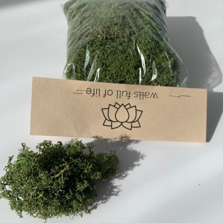 decorative moss package DIY preserved